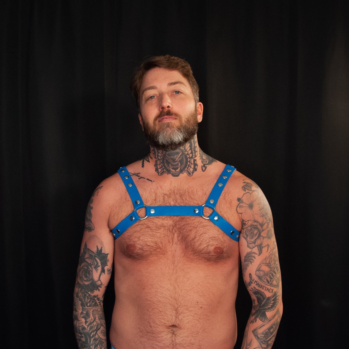 Blue Bulldog Harness 1.00 - Classic